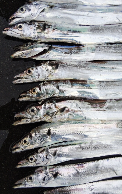 タチウオテンヤ