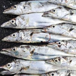 タチウオテンヤ