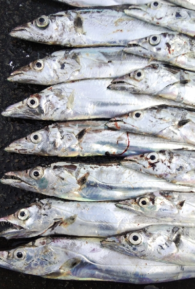 タチウオテンヤ