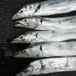 タチウオテンヤ