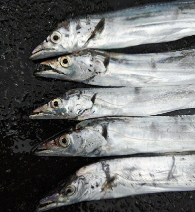 タチウオテンヤ