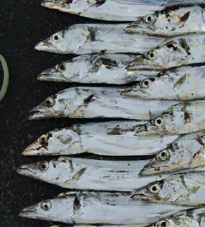 タチウオテンヤ