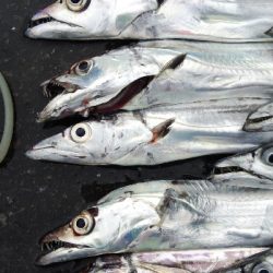 タチウオテンヤ