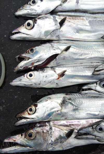 タチウオテンヤ