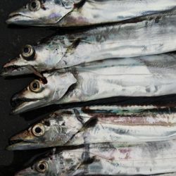 タチウオテンヤ