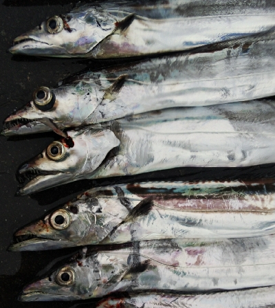 タチウオテンヤ