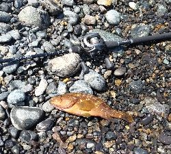 ロックフィッシュゲーム