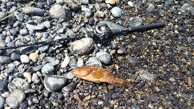 ロックフィッシュゲーム