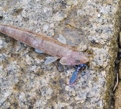 アオリ調査でしたが