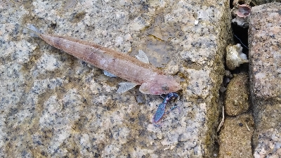 アオリ調査でしたが