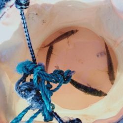 カマスリベンジ