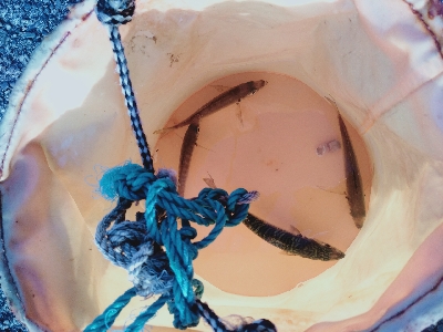 カマスリベンジ