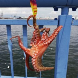 タコしゃぶが食べたくて。