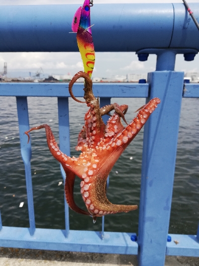 タコしゃぶが食べたくて。