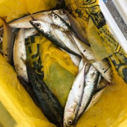 サビキでサヨリ