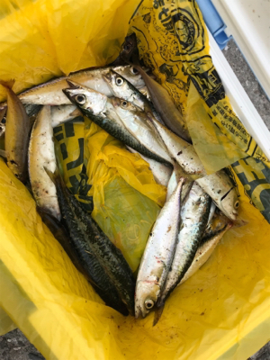 サビキでサヨリ