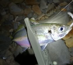 ナイトアジング