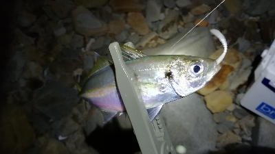 ナイトアジング