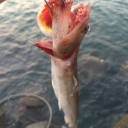 タチウオとエソ