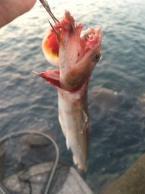 タチウオとエソ