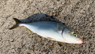 やっぱりツバスとうっかりガザミ