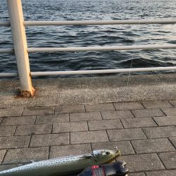 サワラ？サゴシ？