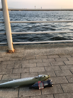 サワラ？サゴシ？