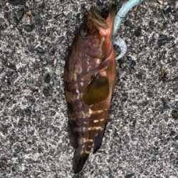 夏と言えばアコウ