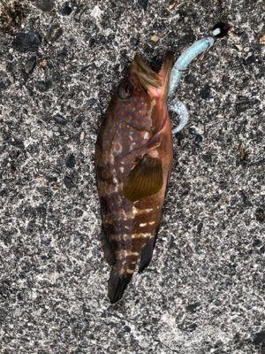 夏と言えばアコウ