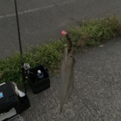 8月初日タチウオ