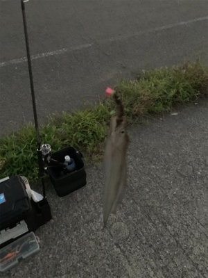 8月初日タチウオ