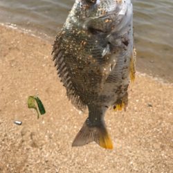 ダイソーワームでチニング