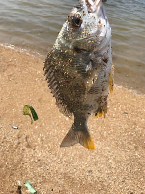 ダイソーワームでチニング