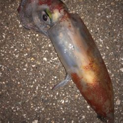 ケンサキエギング