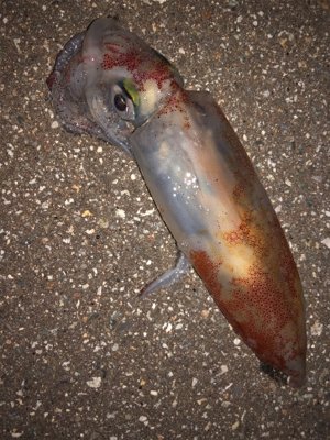 ケンサキエギング