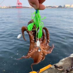 朝まづめのオクトパッシング