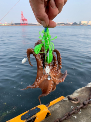 朝まづめのオクトパッシング