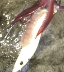 磯からエギング