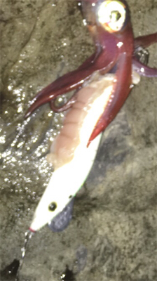 磯からエギング