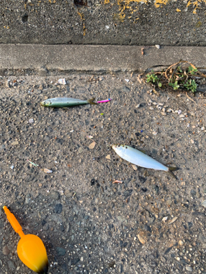 朝まずめ、常滑港。