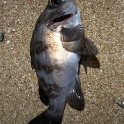 まだまたサーフメバリング