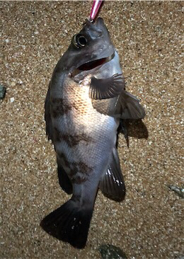 まだまたサーフメバリング