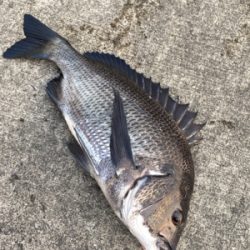 ツバスがイワシを追いかけてボイル多発