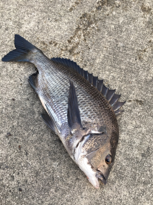 ツバスがイワシを追いかけてボイル多発