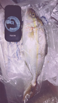 ナイトから朝マヅメ