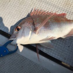 2度目の1つテンヤ