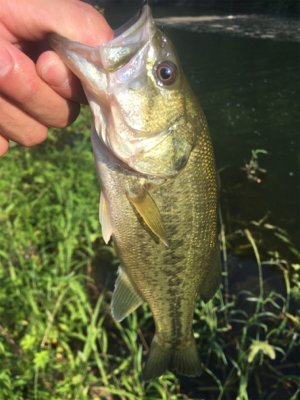八田原ダムバス釣り
