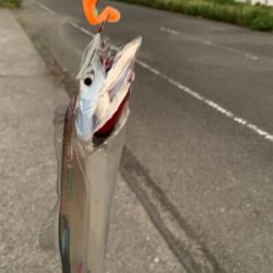 連日のタチウオ-ポン