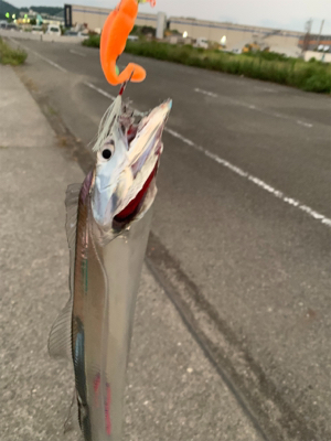 連日のタチウオ-ポン