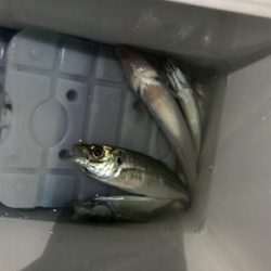 プランクトンパターン難しい…